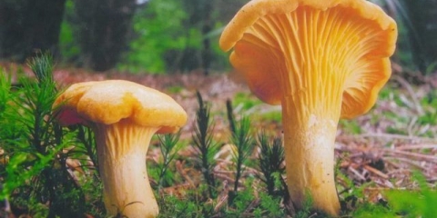 Gljive lisičarke: koristi i štete za tijelo, recepti za liječenje